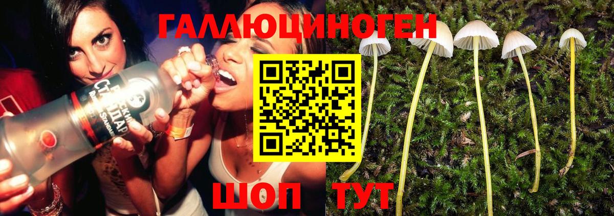 Псилоцибиновые грибы Psilocybine cubensis Симферополь